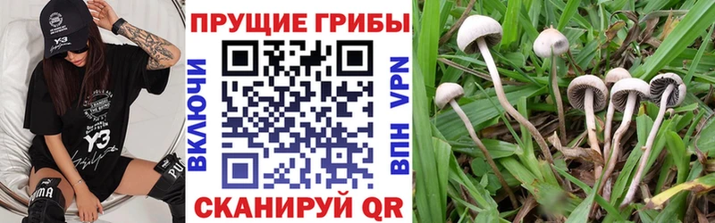 Псилоцибиновые грибы Psilocybine cubensis  Купить  Сатка 
